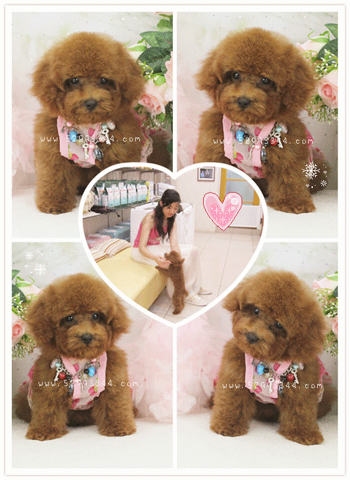 Teacup Poodle Toy Poodles Tiny Toys Teacups Poodle Puppies For Sale Teacup Poodle Toy Poodles Tiny Toys Teacups Poodle Puppies For Sale