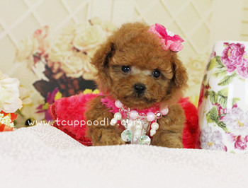 Pocket Teacup poodle