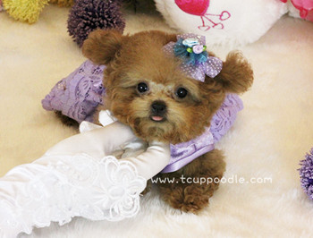 Pocket Teacup poodle