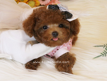 Super Tiny Teacup - Pocket Poodle