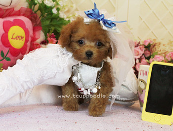 teacup poodle