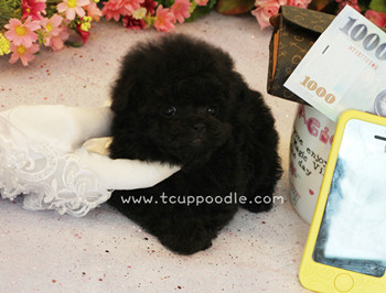 Pocket Teacup Poodle