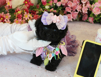 Teacup Poodle