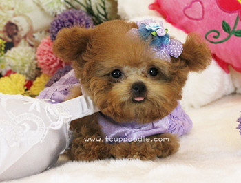 Pocket Teacup poodle