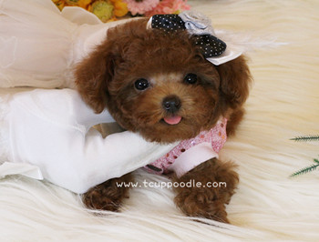 Super Tiny Teacup - Pocket Poodle