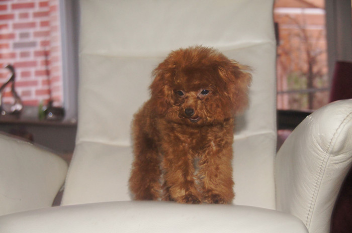 teacup poodle for sale