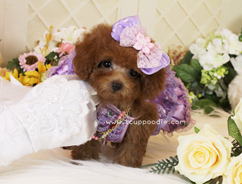 Super Tiny Teacup -Pocket Poodle