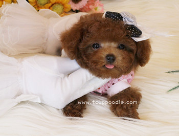 Super Tiny Teacup - Pocket Poodle