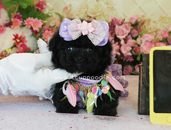 Teacup Poodle