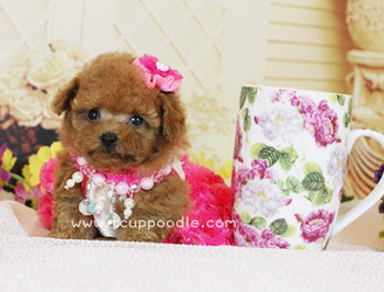 Pocket Teacup poodle