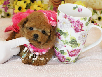 Pocket Teacup poodle