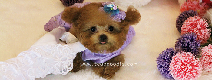 Pocket Teacup poodle