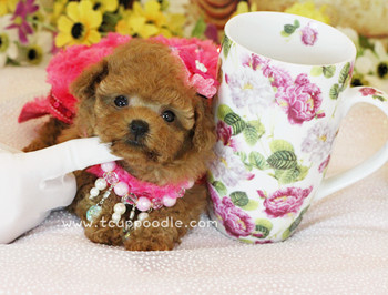 Pocket Teacup poodle