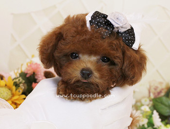 Super Tiny Teacup - Pocket Poodle