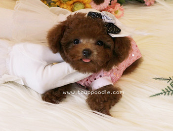 Super Tiny Teacup - Pocket Poodle