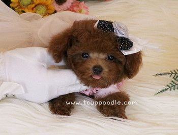 Super Tiny Teacup - Pocket Poodle