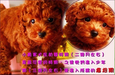 red tiny toy poodles for sale