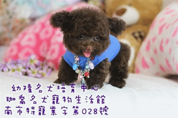 chocolate toy poodle for sale