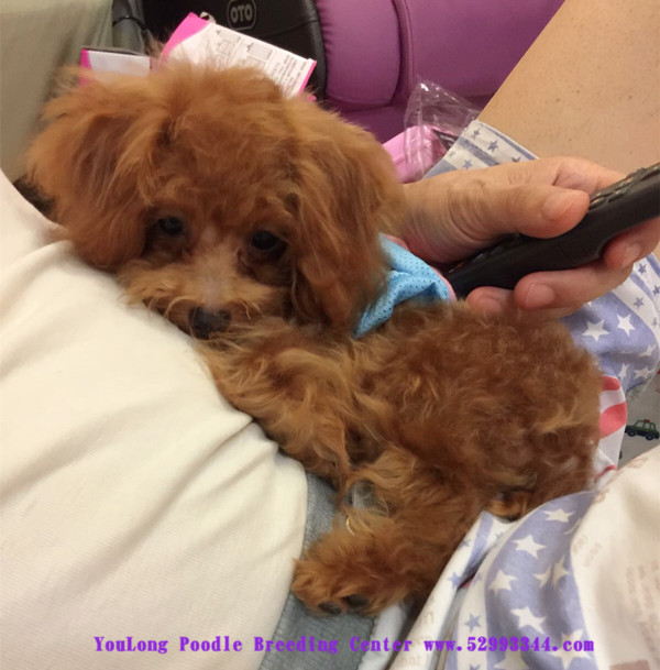 teacup poodle adult size