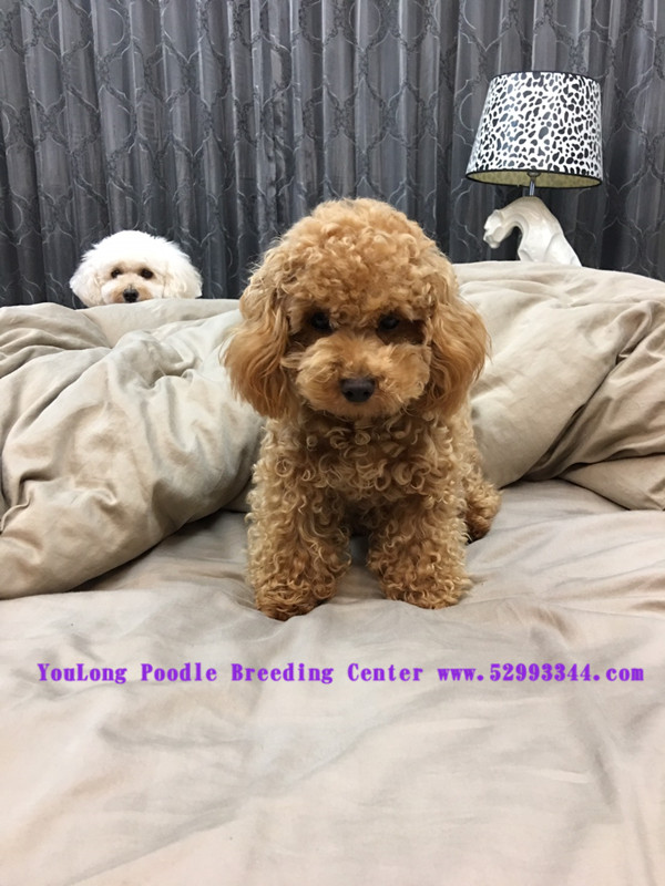 teddy bear poodles for sale