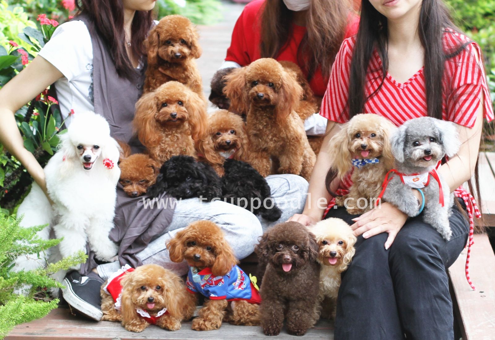 toy poodle breeder