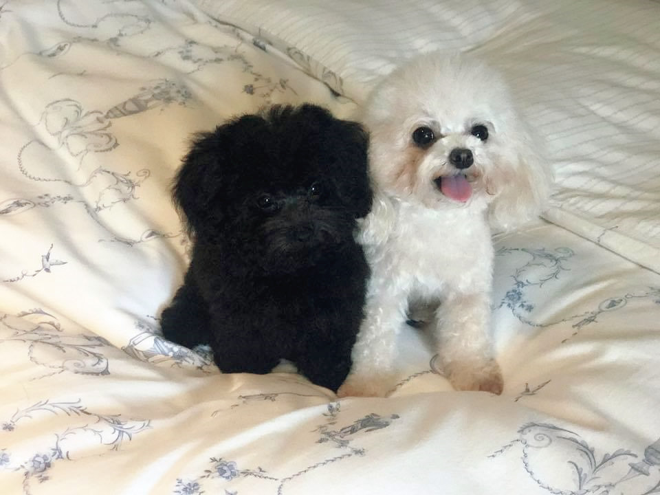 black teacup poodle