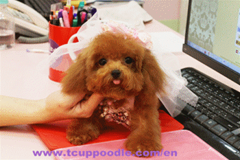 claudia's toy poodles