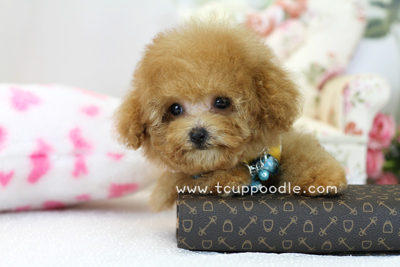 apricot teacup poodle