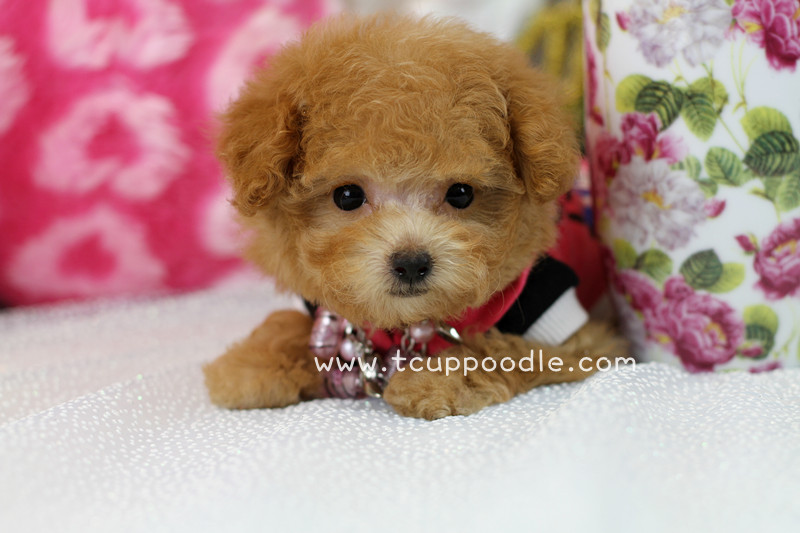 apricot teacup poodle