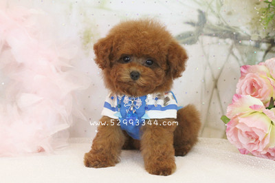 toy poodle cost