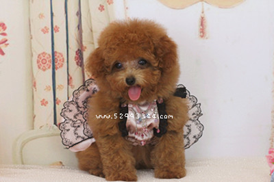 miniature poodle breeders