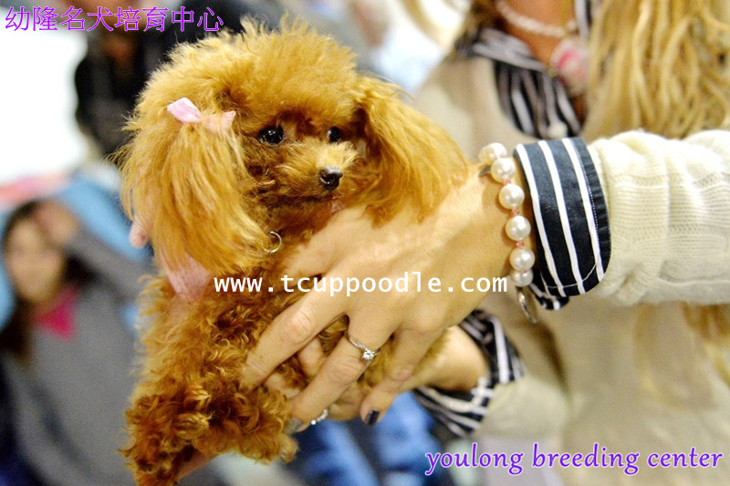 red miniature poodle soft toy