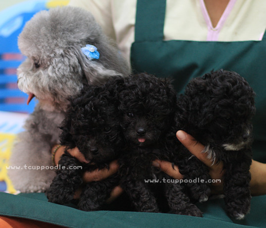 dark grey toy poodle