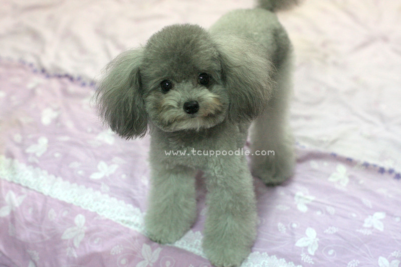 blue toy poodle