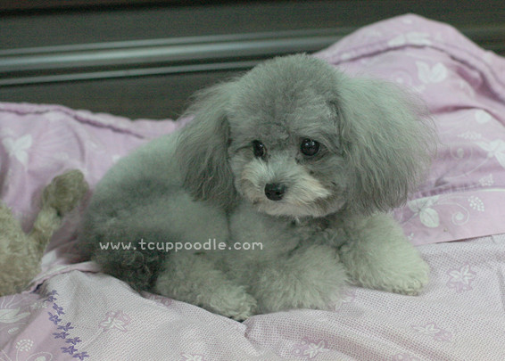 grey teacup poodle