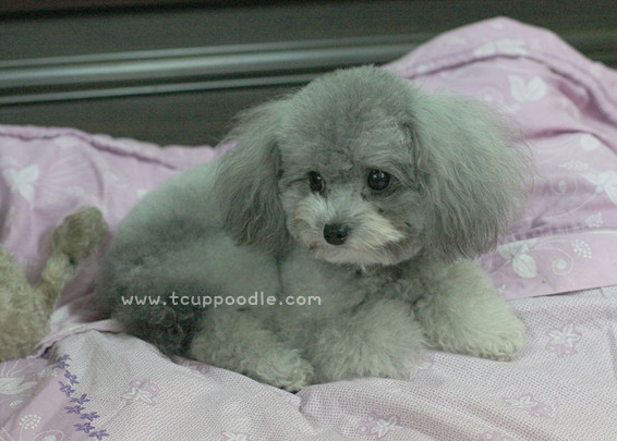 Toy poodle sale grey for sale