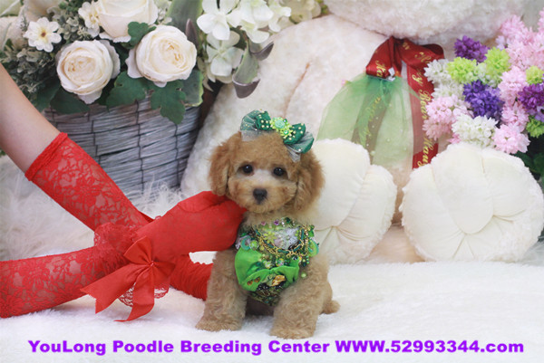 red miniature poodle soft toy