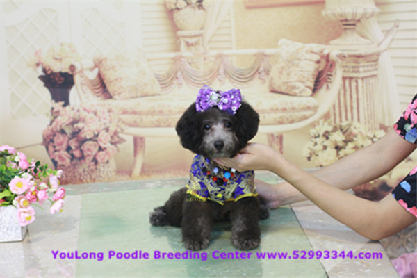 teddy bear poodles for sale