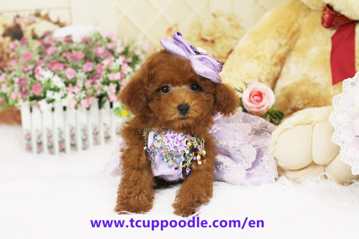 bear poodle