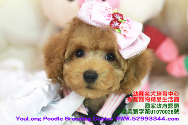 poodles that look like teddy bears