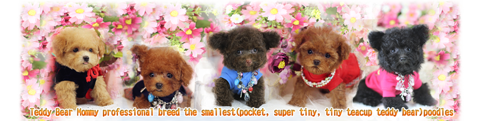 tiny toy poodle